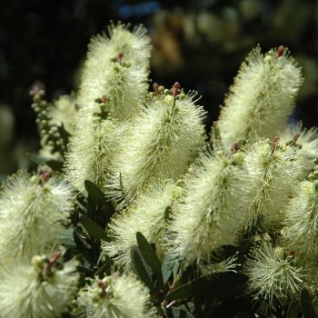Callistemon pallidus (Tyčinkovec) ´BIANCO´ kont. C7L, výška: 50-70 cm, biely